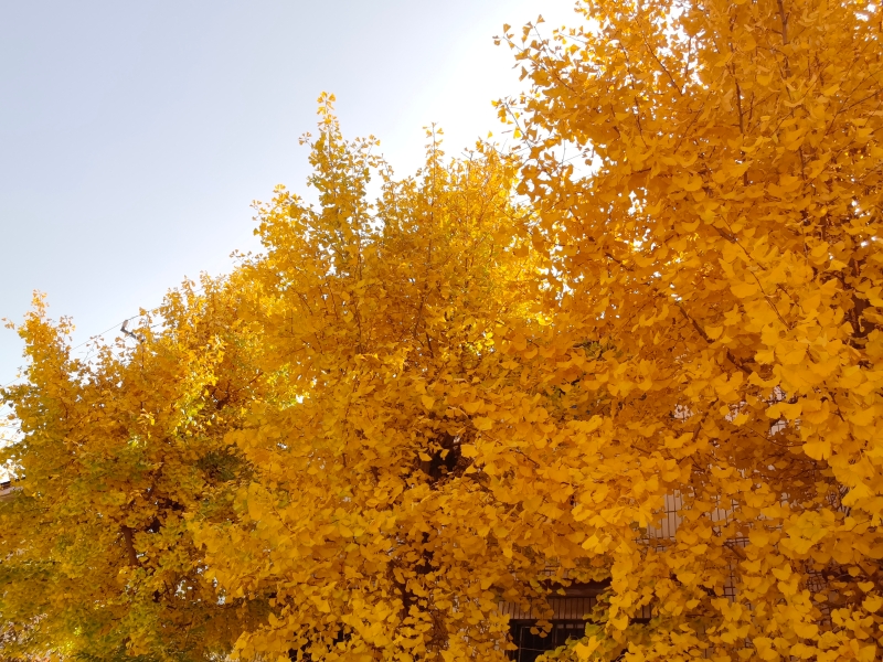 一树金黄一树诗 兴隆胜景正当时